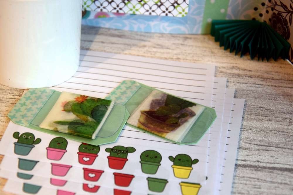 Snail mail cactus 1.3