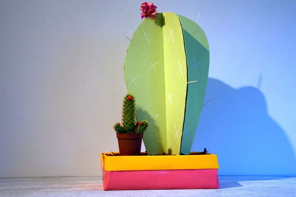 surprise-cactus-1-4